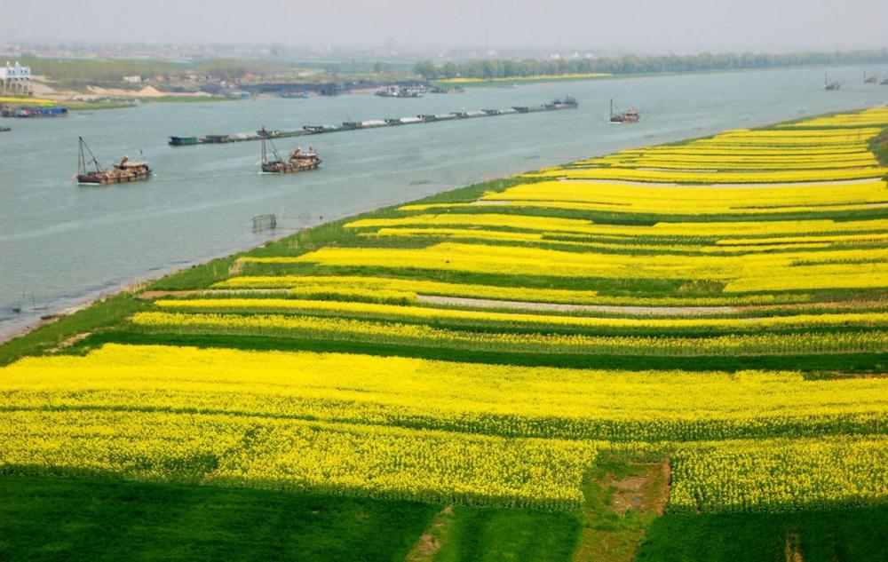 这是开满油菜花的淮河淮南段。新华社资料片