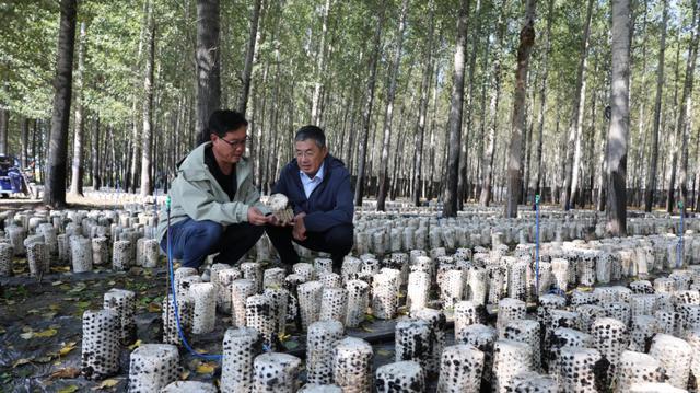 蛟流河社区利用农场闲置林地试种木耳