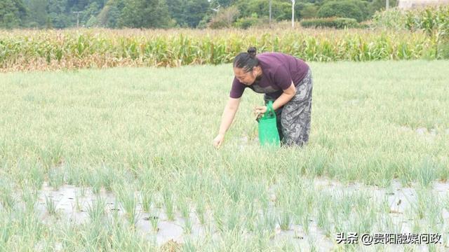 开阳县冯三镇农业农村综合服务中心助理农业师秦顶珍田间随机抽样进行检测