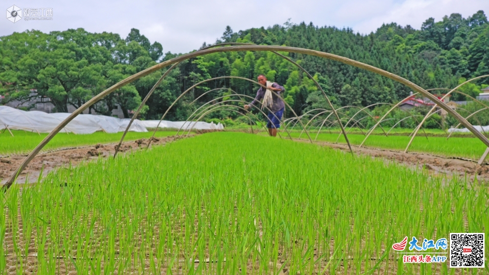 江西泰和中稻播种忙