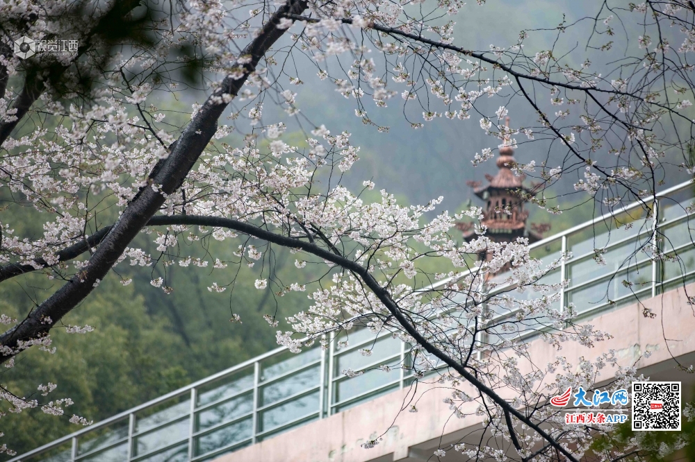 江西庐山:竹外樱花三两枝__凤凰网