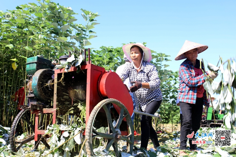 眼下正是苎麻成熟收割旺季,分宜县麻农抢抓晴好天气,发挥农机技术优势