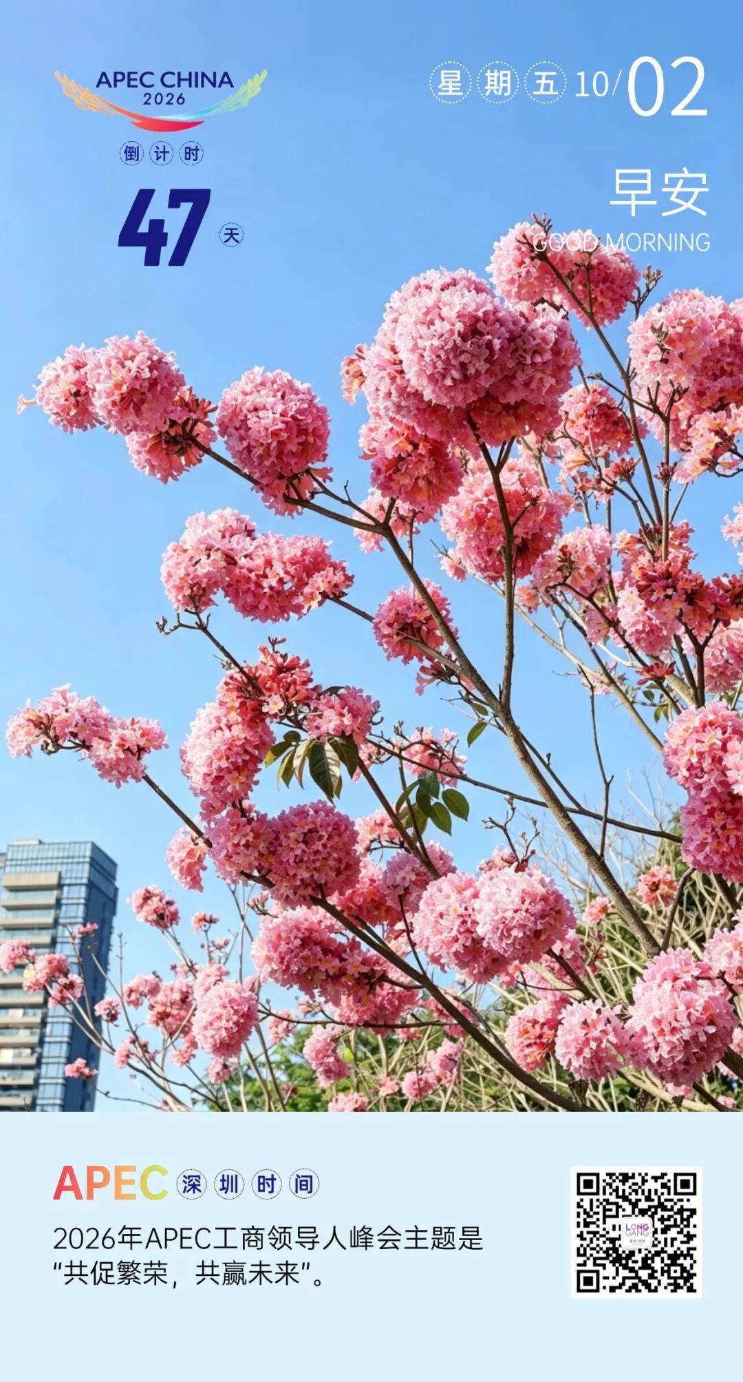 10.02.深圳公园风铃花.jpg