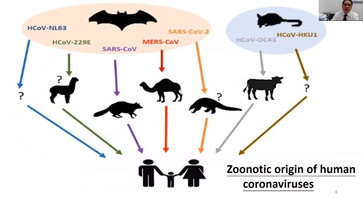 人类冠状病毒的前世今生