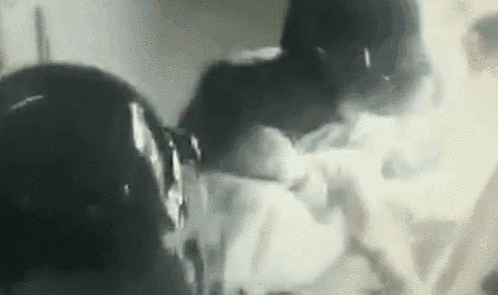 498_295gif 动态图 动图