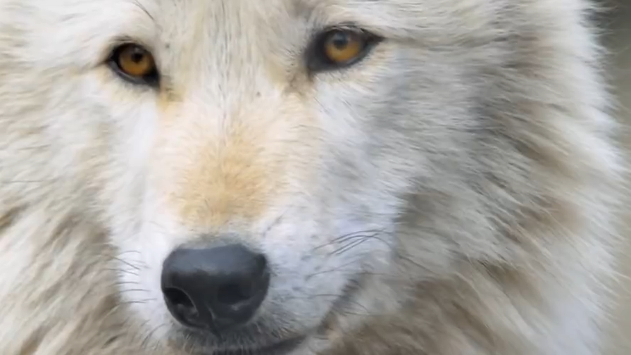 世界上最懒狼嗥叫