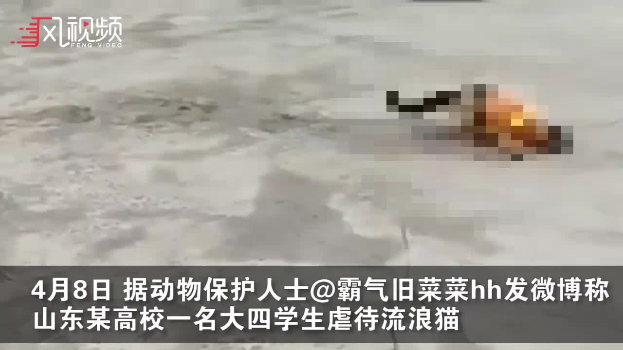 山东某高校学生虐杀流浪猫拍视频牟利 手段极其残忍 