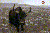 罕见！祁连山腹地近千头野牦牛踏雪迁徙，一头牛镜头前撒野