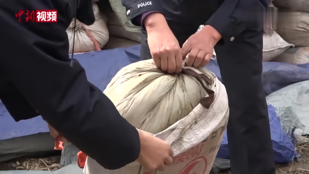 长春警方缴获成品大麻3.9吨 创吉林省纪录