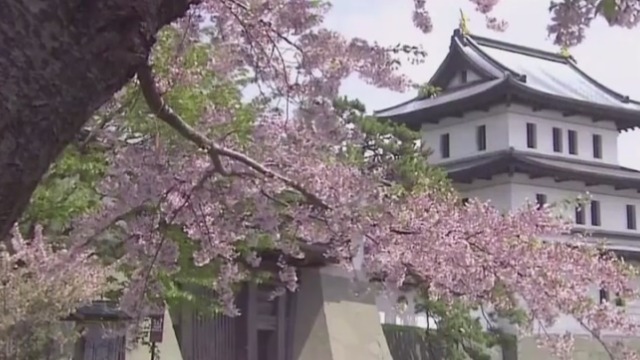 鲁迅在日本有多具影响力？他的文章在日本甚至是必读文章