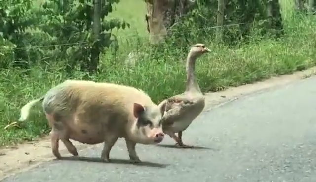 别样的浪漫疫情街上空荡荡猪鹅一起压马路