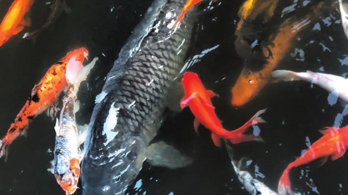 重庆40斤网红锦鲤“莽子”已死 4名捕鱼者被行拘