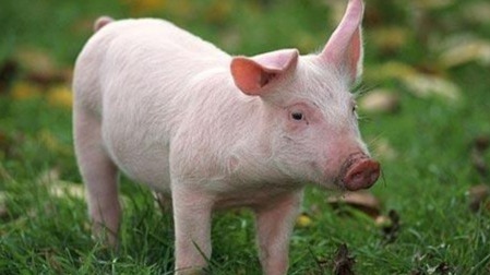 国家统计局：5月中旬生猪价格环比下降9.9%