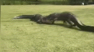 罕见！美国高尔夫球场上 2只大型鳄鱼疯狂撕咬搏斗