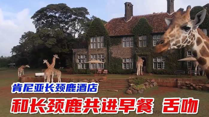肯尼亚长颈鹿酒店，500美元一晚，需提前半年预约，却常年爆满