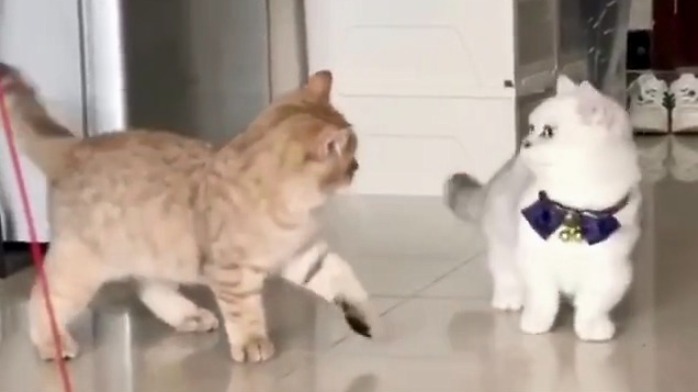 蹲下来就算了，站起来跟我比划比划？