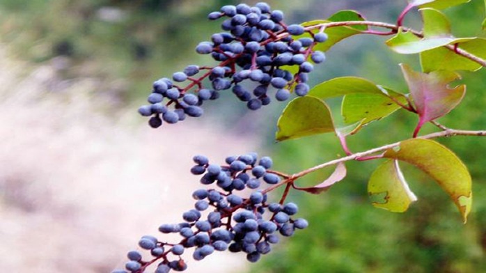 三味中药是养肾"高手",泡水常喝,强壮肾脏,手脚都暖和