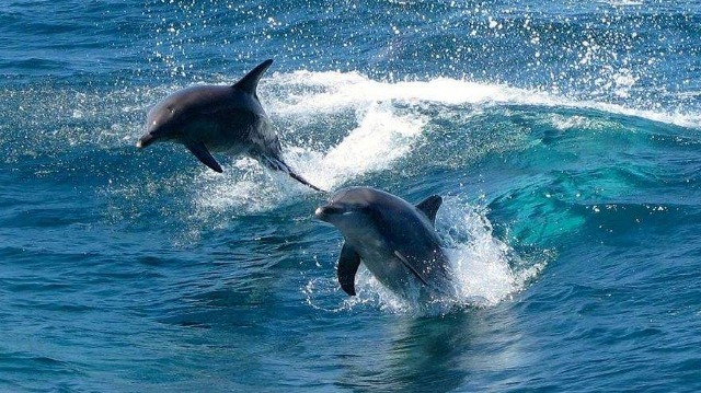奇观！葡萄牙河岸现大量海豚：因疫情水质改善
