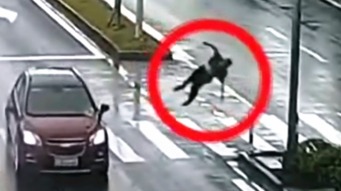 监拍：机动车遇行人横穿道路不礼让 撞飞行人致其经抢救无效死亡