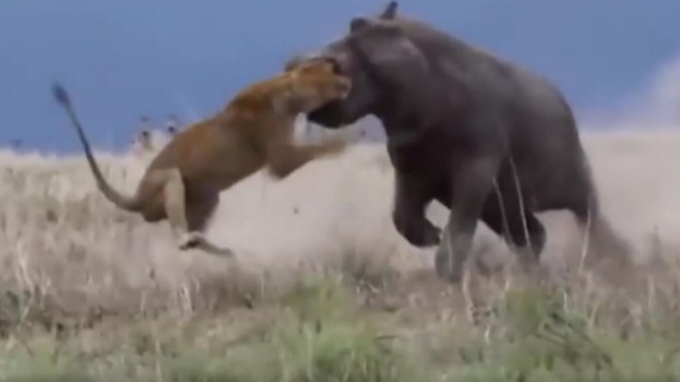 实拍！狮子戳醒午睡河马 惨遭暴躁河马咬住头狠甩