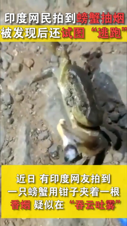 印度网民拍到螃蟹抽烟 被发现后还试图“逃跑”
