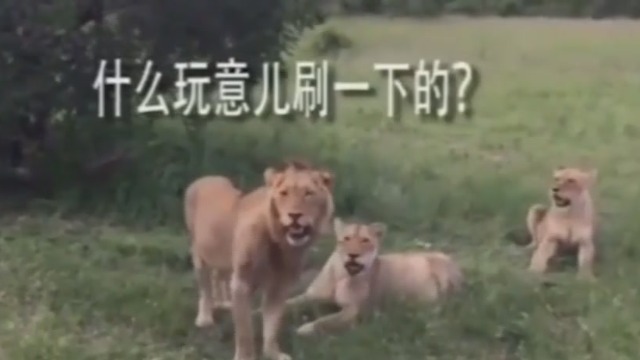 什么是黑色大老鼠 2A01214F509D41638889E5D07E7A1346_w640_h360.jpg