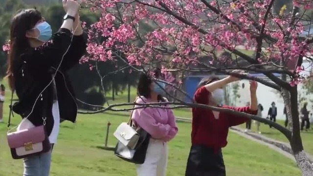 心真大！南宁游客扎堆赏樱花 部分游客摘下口罩拍照