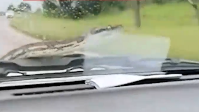 惊悚！3米长蟒蛇爬上汽车挡风玻璃，扭来扭去吓坏众人
