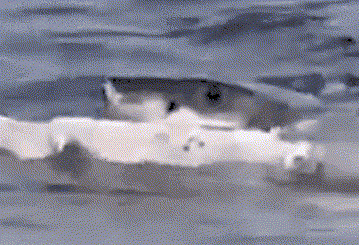 两只大白鲨围着渔船绕圈 接下来的一幕让渔民惊叹