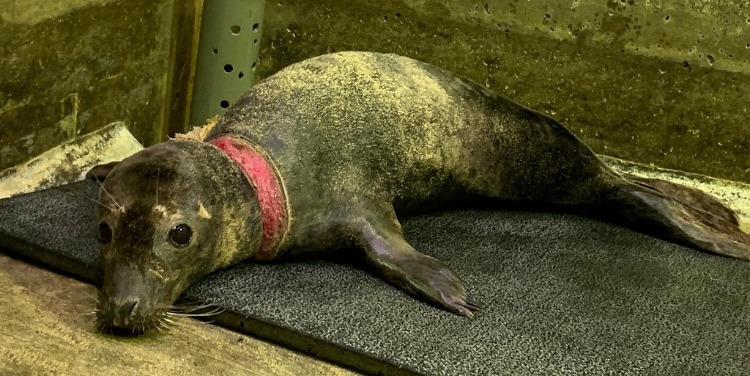 被垃圾缠绕脖子6个月后