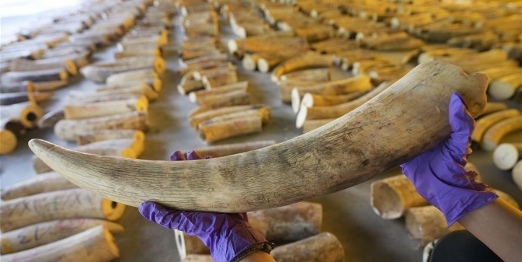 新加坡截获8.8吨走私象牙