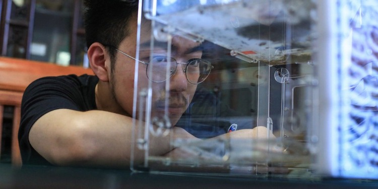 学霸养8000只蚂蚁 每天盯着看半小时