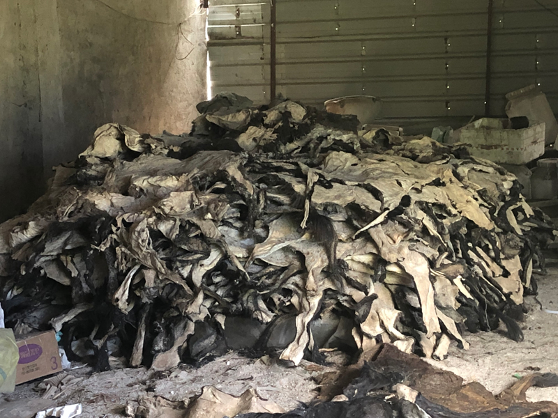 山东某毛驴养殖基地，仓库里堆积的驴皮。  摄影/吴绵强