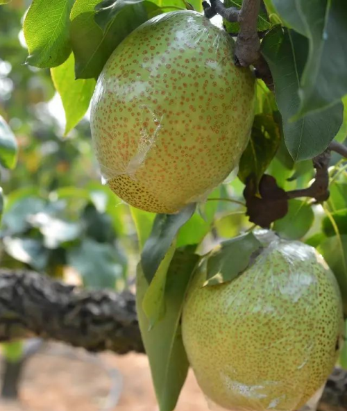 商业 资讯 正文此外,山阳大梨具有极高的营养价值和药用价值,不但含有