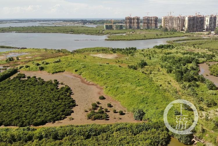 填海建楼毁坏红树林 海南澄迈县被批“督察整改走过场”