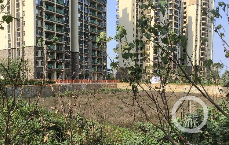 填海建楼毁坏红树林 海南澄迈县被批“督察整改走过场”