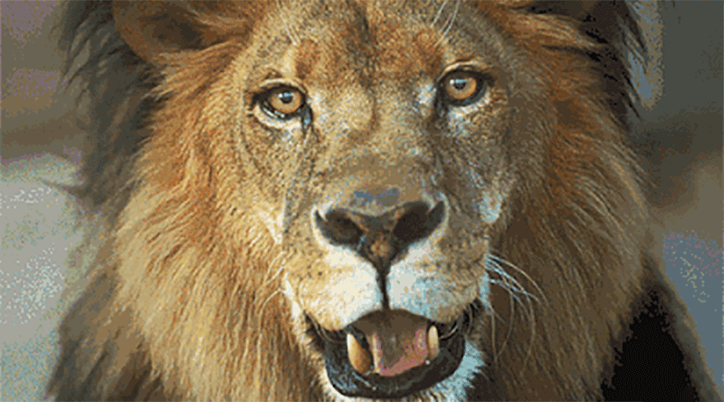 熊大熊二笨拙呆萌……雄狮打坐,山羊猴子组合秀更有动物全程组cp,开挂