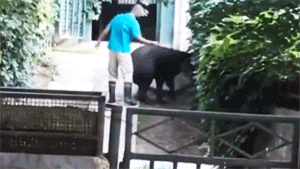 北京动物园饲养员被曝抽打动物 园方回应