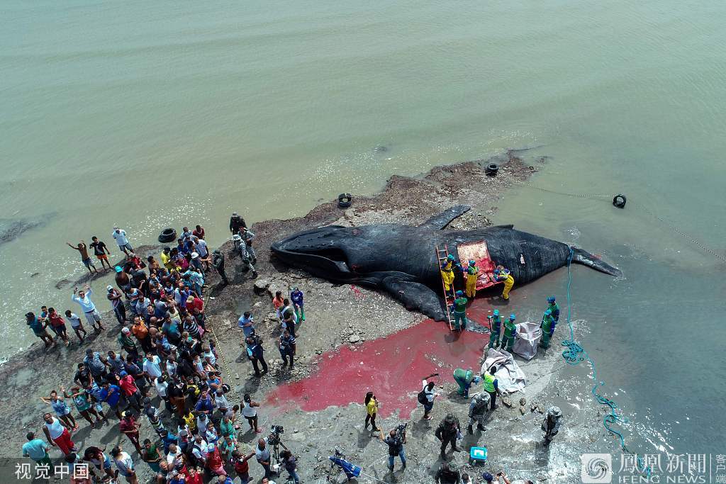深海搁浅座头鲸图片 座头鲸搁浅死亡原因是什么