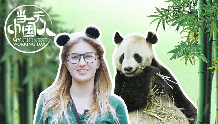 视见 | 俄罗斯女孩体验熊猫铲屎官