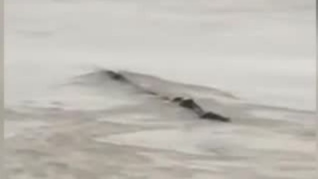 三峡坝区现神秘“龙样水怪” 体型硕大水中游动