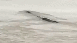 三峡坝区惊现神秘“水怪” 体型硕大在水中游动