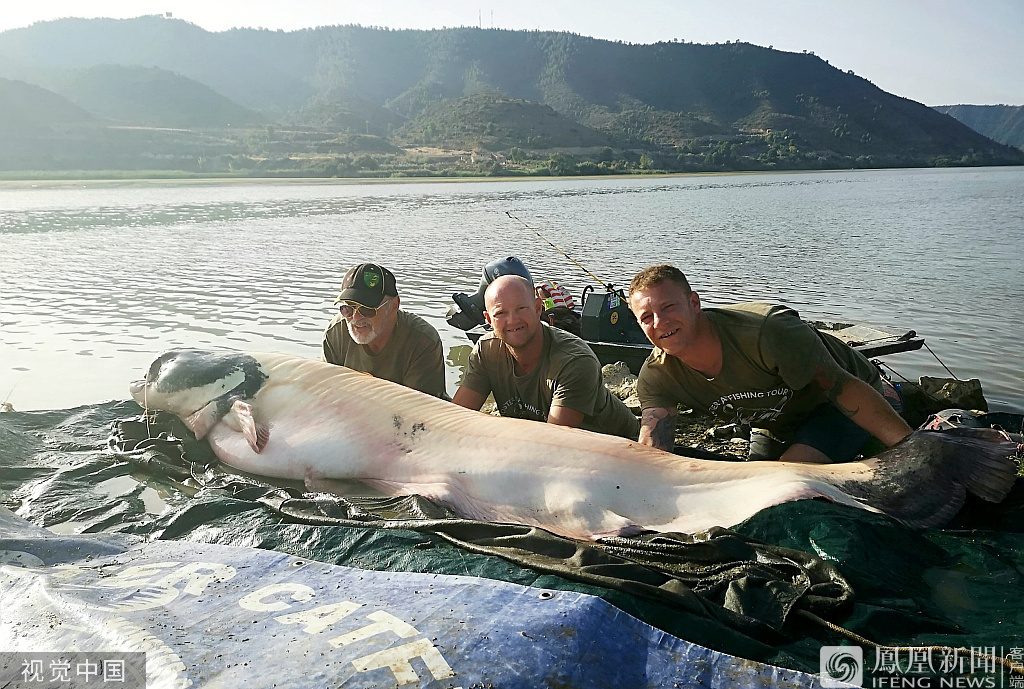 钓鱼爱好者捕获巨型鲶鱼重达200斤 巨型鱼有哪些(最大鲶鱼图片)