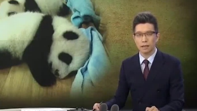又来啦！熊猫也逃不过朱广权的段子