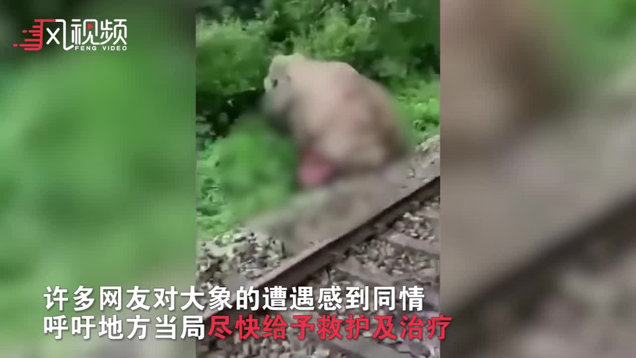 印度一大象遭火车撞击身受重伤 挣扎爬向树林