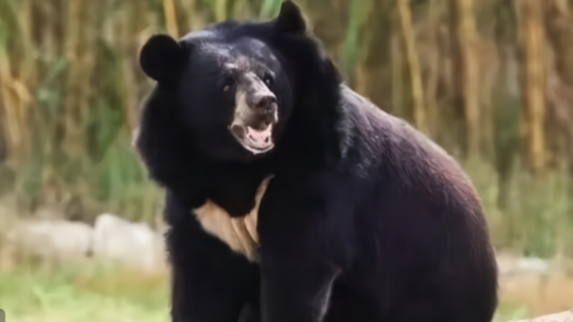 伊春护林工人巡山时遭黑熊撕咬 半张脸被咬掉