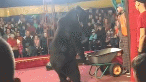 俄罗斯一马戏团棕熊失控 扑倒撕咬驯兽师