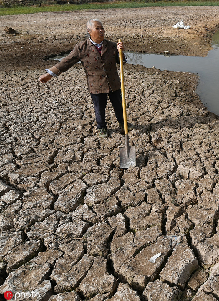 安徽持续干旱 水塘干涸部分粮田绝收