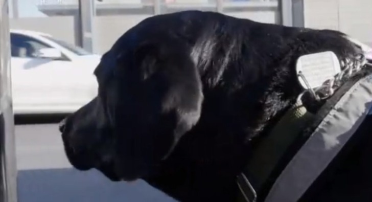 心疼！导盲犬误以为主人坐公交被拒 心情瞬间低落