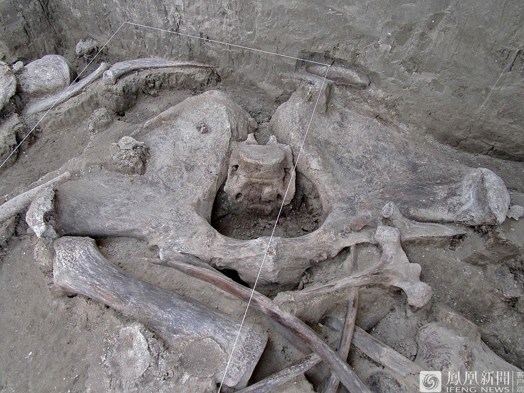 墨西哥发现14头猛犸象遗骸_凤凰网资讯_凤凰网